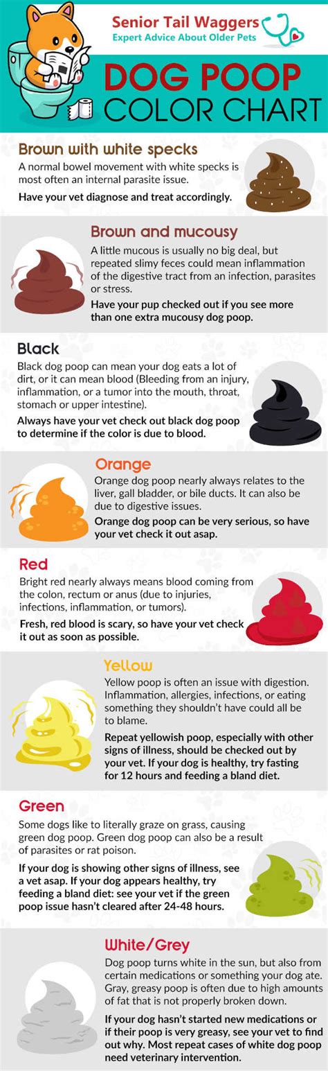 Dog Poop Color Chart: a Vet Explains the Meaning of Colors