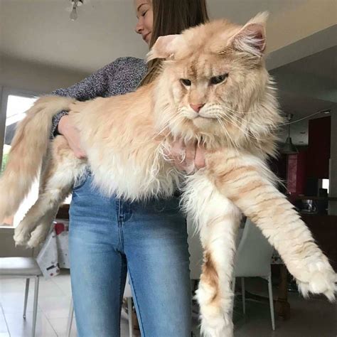 large mainecoon cats ny: Extra Large Maine Coon Cats