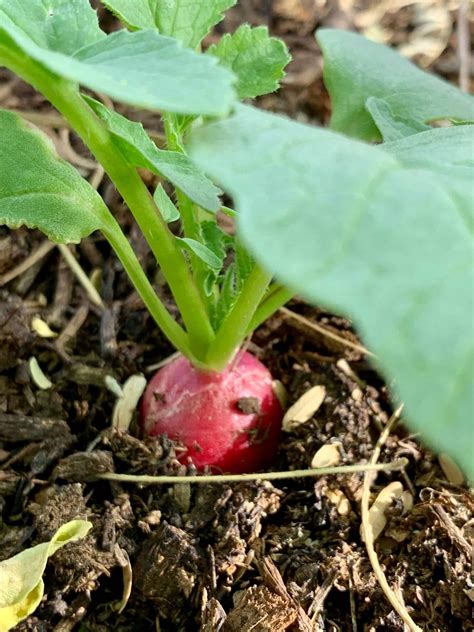 Growing Radishes: How to Grow Radishes for a Zesty Harvest