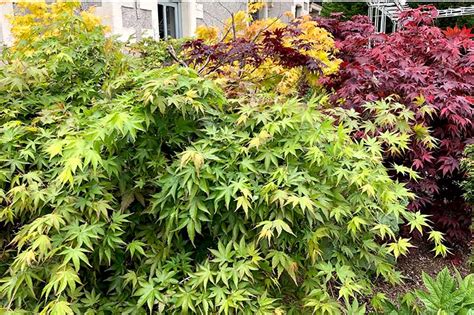 A Guide to Different Japanese Maple Types | Gardener’s Path