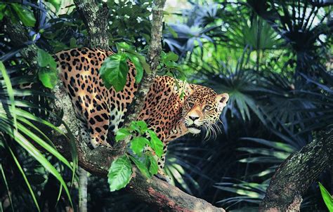 Jaguar Jungle Wallpapers - Top Free Jaguar Jungle Backgrounds - WallpaperAccess