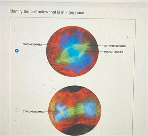 [ANSWERED] Identify the cell below that is in interphase CHROMOSOMES - Kunduz