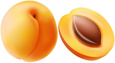 Apricot Transparent Clip Art Image | Gallery Yopriceville - High-Quality Free Images and ...