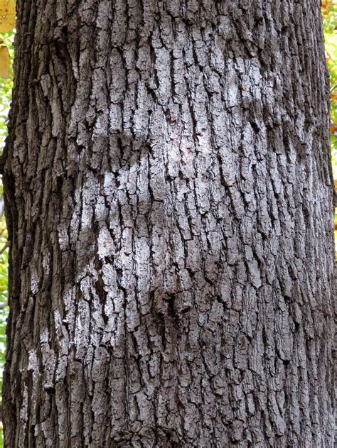 Black Oak (Quercus velutina)