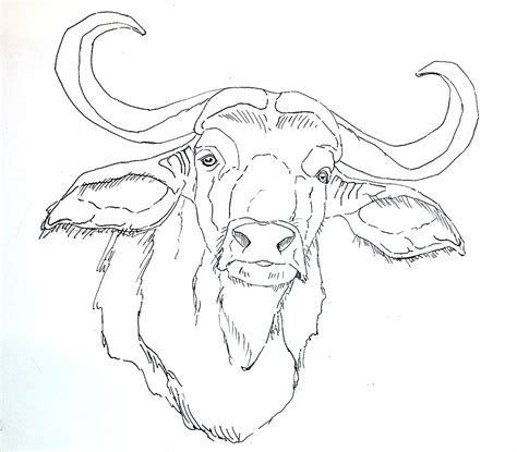 Buffalo Animal Drawing