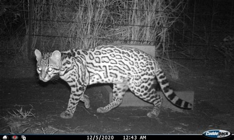 What Is A Ocelots Behavior