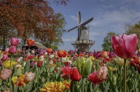 Renault Electric Twizy Tours tulip fields tour - Tulip Festival Amsterdam in 2020 | Amsterdam ...