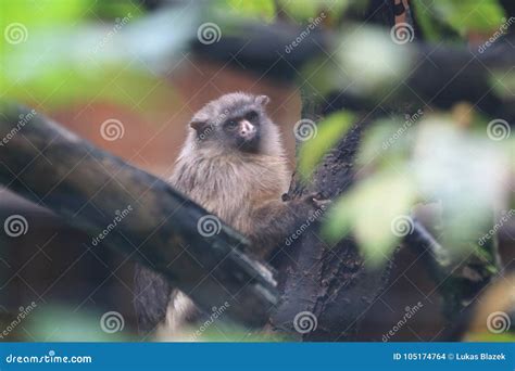 Black-tailed marmoset stock photo. Image of marmoset - 105174764