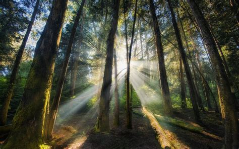 nature, Landscape, Mist, Sunrise, Forest, Morning, Sun Rays, Trees, India Wallpapers HD ...