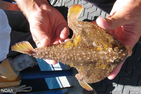 Batfish - Florida Go Fishing