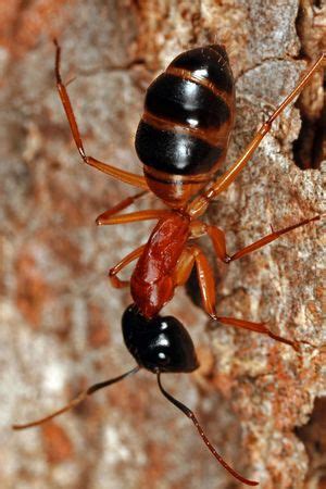 Feeding in Ants - AntWiki