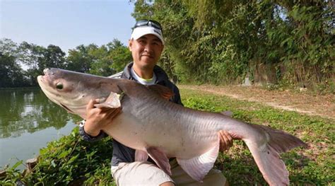 Mekong giant catfish in Ho Chi Minh - catch fish guaranteed - 1Day - Fishing in Vietnam