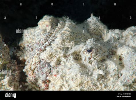 camouflage reef stonefish or simply stonefish (Synanceia verrucosa) Red sea, Egypt, Africa Stock ...