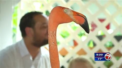 Visitors can meet flamingos at Keys conservatory - WSVN 7News | Miami News, Weather, Sports ...