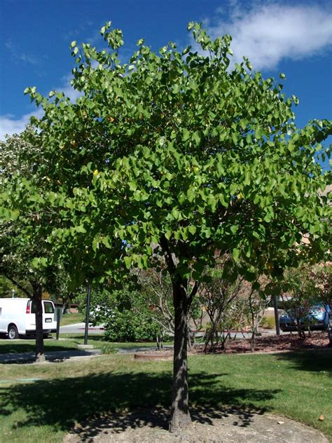 Tree Tour - Facilities - The University of Utah