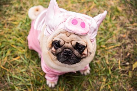 Pig The Pug Book Week Costume