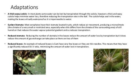 Adaptations of plants- Xerophytes and hydrophytes