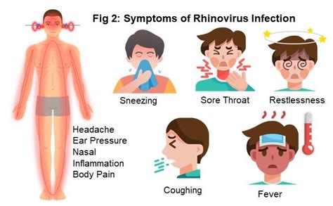 Rhinovirus Infection - Symptoms | Treatment | Prevention