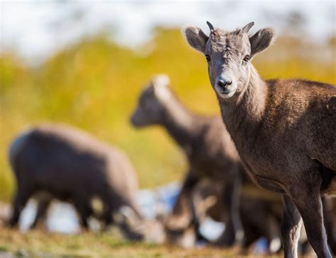 Bighorn Sheep | Christopher Martin Photography