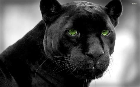 Free Panther, Download Free Panther png images, Free ClipArts on Clipart Library