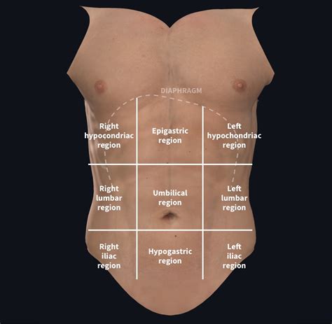 Understanding Abdominal Divisions Anatomy Snippets Complete Anatomy ...