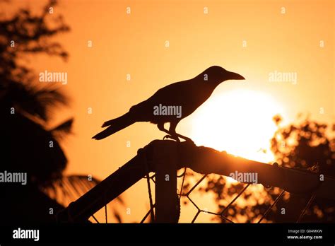 Raven Sunset Stock Photo - Alamy