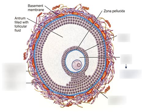 Oocyte Diagram | Quizlet