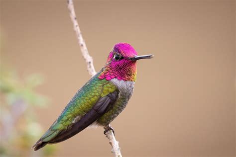 The Vibrant Colors of Hummingbirds Are More Impressive Than We’d Realized | Audubon