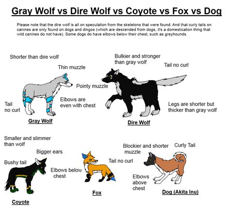 Canine Art: Dire Wolf vs Gray Wolf vs Coyote vs Fox vs Dog — Weasyl