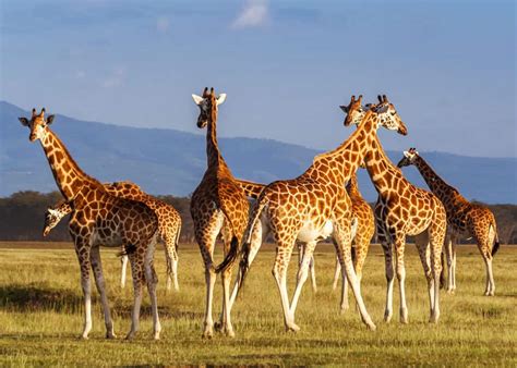 Guide to Giraffe Species: How Many Types of Giraffes Are There? | Storyteller Travel