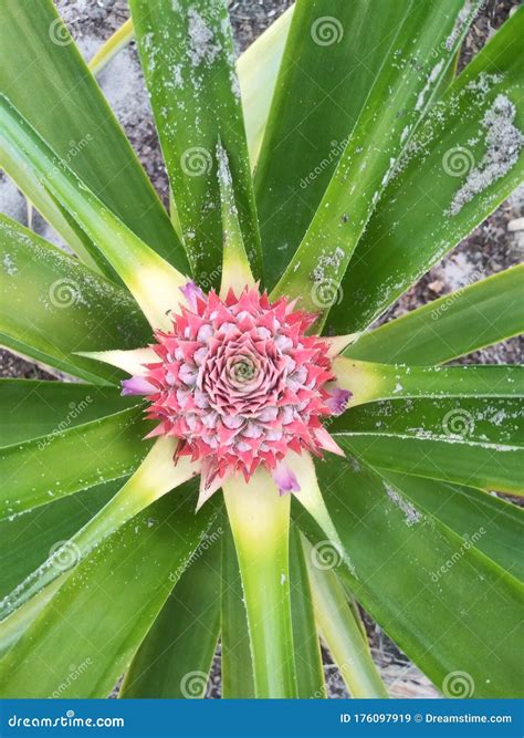 Beautiful pineapple crown stock image. Image of pineapple - 176097919