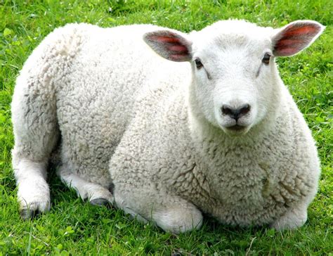 What are the Most Popular Breeds of Sheep? (with pictures)