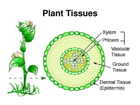 Plant Tissue Diagram And Functions Plant Leaves And Leaf Ana