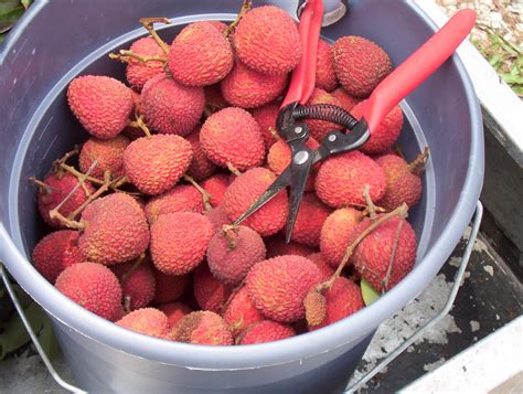 Lychee Fruit Store - LocalHarvest