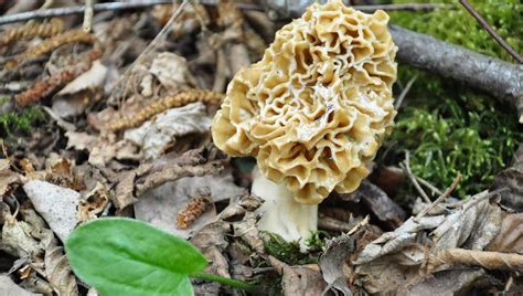 Map: Where to find morel mushrooms in Michigan | FOX 2 Detroit