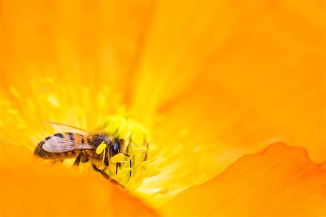 Great British Bee Count! - Seedball