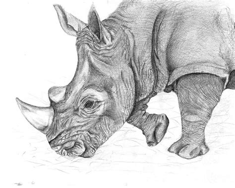 Rhino Drawing by carriephlyons on DeviantArt