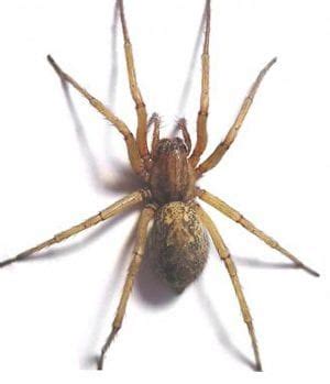 Giant House Spider Vs Hobo Spider: What's the Difference? - Classic ...