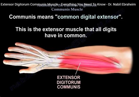 Anatomy Of The Extensor Digitorum Communis — OrthopaedicPrinciples.com