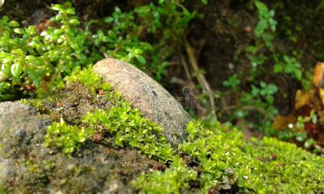 The stone stock image. Image of lumut, batu, yang, hijau - 66616849