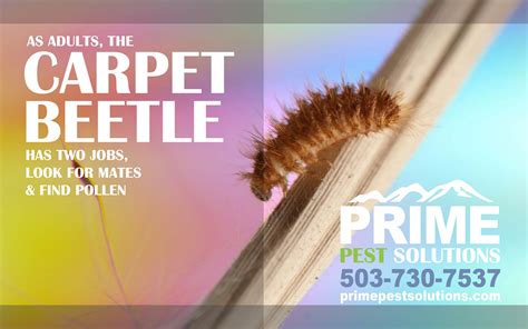 Carpet Beetle Control - About Carpet Beetles - Prime Pest Solutions