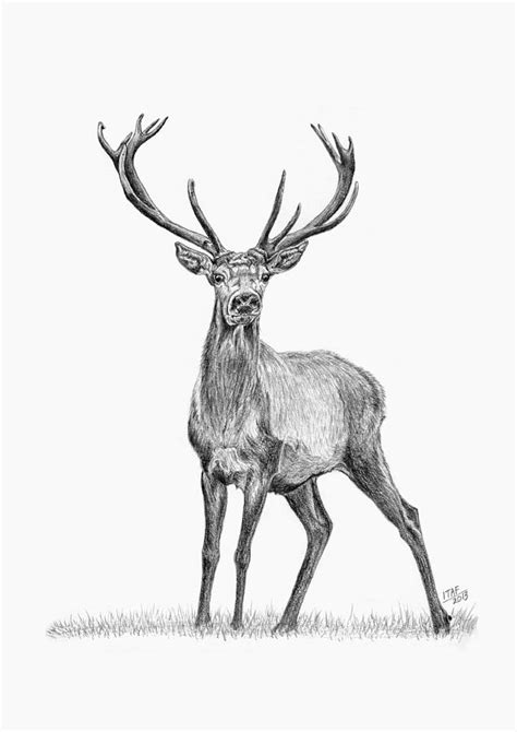 Whitetail Deer Buck Drawing by Iren Faerevaag | Fine Art America