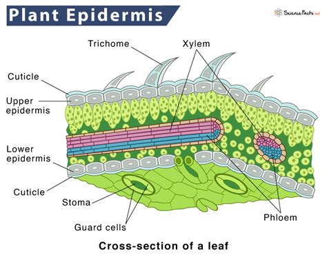 Plant Epidermis Diagram