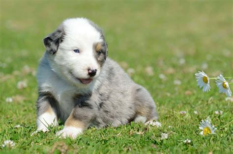 Australian Stumpy Tail Cattle Dog Breed Info