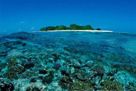 More than 60 per cent of coral reef in Maldives hit by bleaching | New Scientist