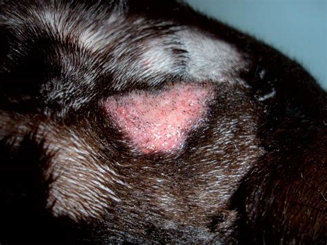 What Causes Bacterial Skin Infections In Dogs