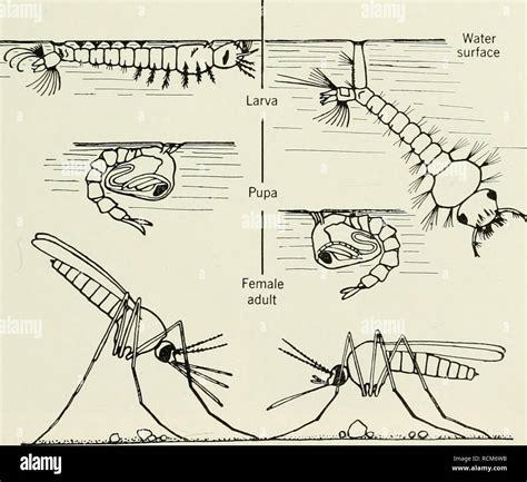 Anopheles Gambiae Life Cycle