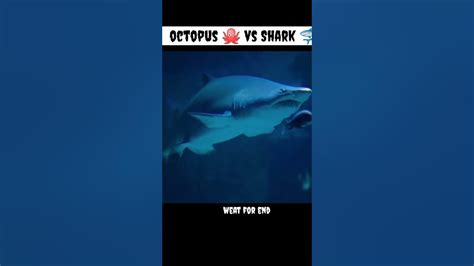 octopus 🐙 vs Shark 🦈 fight 🤯🤯💥💯#animals #shortsvideo #facts - YouTube