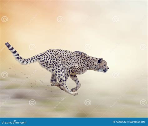 Cheetah (Acinonyx Jubatus) Running Stock Photo - Image of wallpaper, fast: 70320512