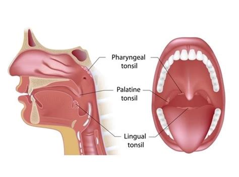 Adenoids: Facts, Function & Treatment | Live Science